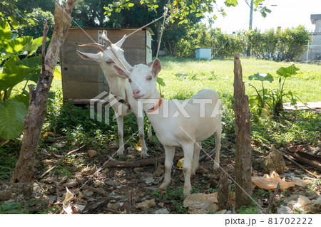 西表島のヤギ 81702222