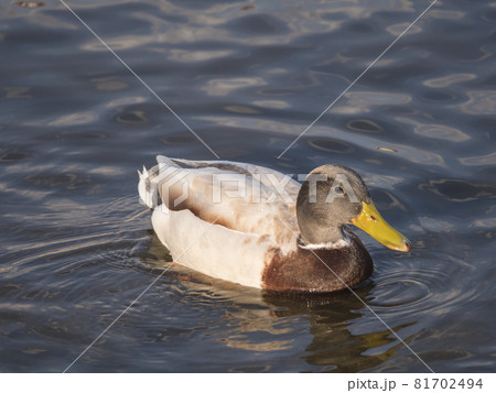 Close up mallard, Anas platyrhynchos, male duck bird swimming on river water suface in sunlight. Selective focus 81702494