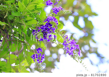 紫色のデュランタの花 紫色のデュランタの花 81702890