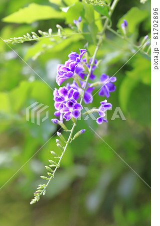 紫色のデュランタの花 紫色のデュランタの花 81702896