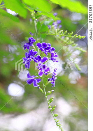 紫色のデュランタの花 81702897
