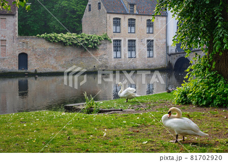 Swans on a canal bank near Begijnhof Beguinage in Bruges town. Brugge, Belgium Swans on a canal bank near Begijnhof Beguinage in Bruges town. Brugge, Belgium 81702920