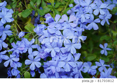 Blue flower of Cape leadwort in the garden. 81703812