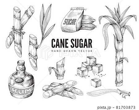 Hand drawn cane sugar items set, engraving vector illustration isolated. 81703873