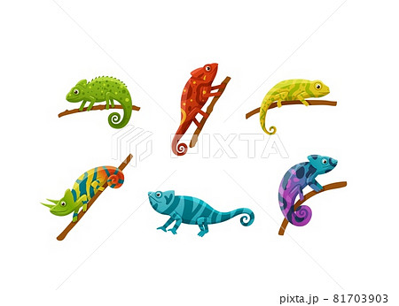 Colorful funny chameleons in rainbow colors, flat vector illustration isolated. Colorful funny chameleons in rainbow colors, flat vector illustration isolated. 81703903