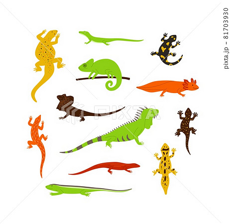 Set of different color wild lizards, chameleons and other animals reptiles. 81703930