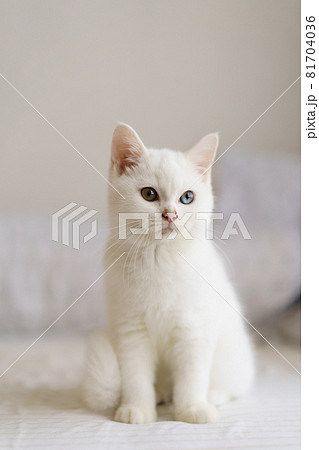 portrait of Cute white cat british shorthair kitten looking at camera on bed. Domestic animal. Looking at copy-space. Banner 81704036