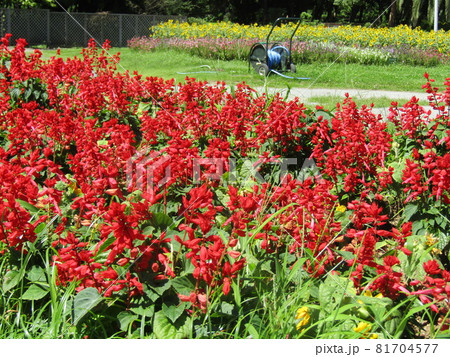 三陽メデアフラワーミュウジアム前庭の赤色のサルビアの花 81704577