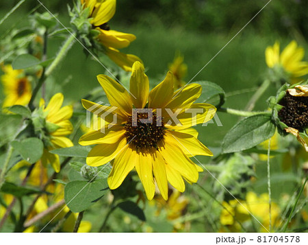 夏の花といえば黄色いヒマワリ 81704578