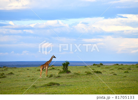 アフリカのサバンナ 草原とキリンの写真素材 [81705133] - PIXTA