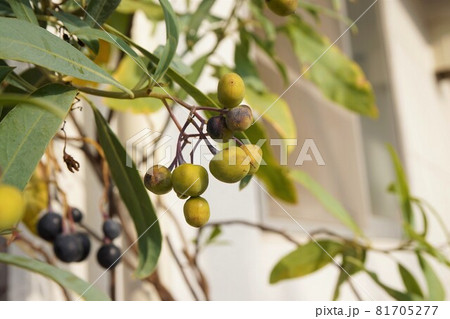 オリーブ olive 果実 ガーデニング 家庭菜園 実 オリーブ olive 果実 ガーデニング 家庭菜園 実 81705277