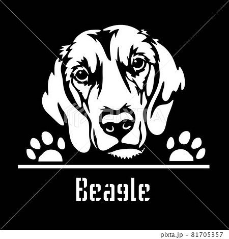 Beagle Peeking Dog Head Isolated On Whiteのイラスト素材