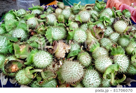 Datura innoxia green fruit. It also known as Datura wrightii or sacred datura. 81706070