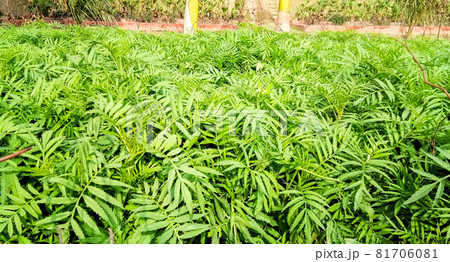green leaves of marigold plant in the garden 81706081