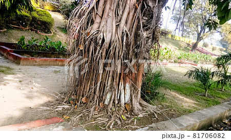 Banyan fig. Ficus bengalensis in lucknow 81706082