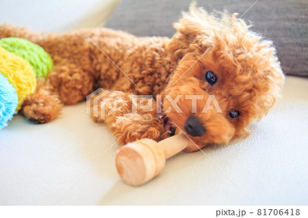 無邪気に遊ぶ仔犬 無邪気に遊ぶ仔犬 81706418