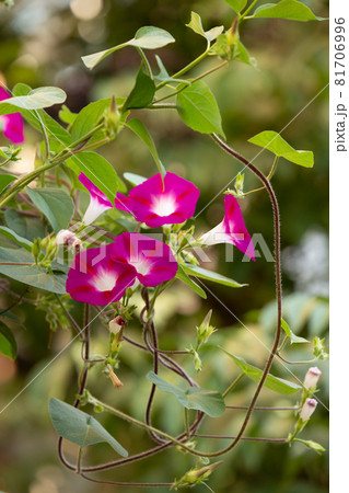 Purple morning glory blooming in the garden 81706996