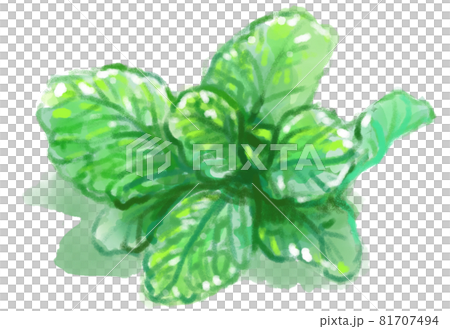 さわやかなミントの水彩イラスト 81707494