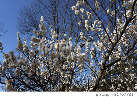 満開の梅の花 満開の梅の花 81707733