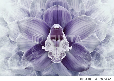 Floral halftone purple and white background. Flower and petals of a purple orchid close up. Nature. Floral halftone purple and white background. Flower and petals of a purple orchid close up. Nature. 81707832