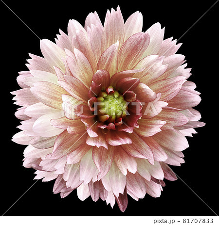 light red dahlia flower black isolated background. Closeup. no shadows. For design. Nature. light red dahlia flower black isolated background. Closeup. no shadows. For design. Nature. 81707833