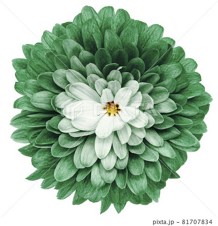 green flower chrysanthemum on a white isolated background. Closeup. Nature. green flower chrysanthemum on a white isolated background. Closeup. Nature. 81707834