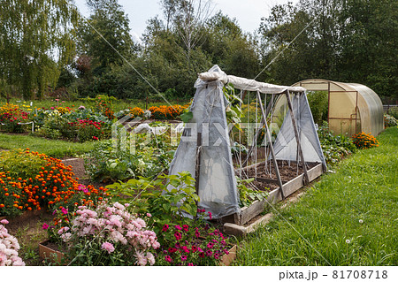 Greenhouse in the garden. Greenhouse in the garden. 81708718