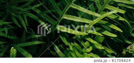 Tropical green leaf Tropical green leaf 81708824