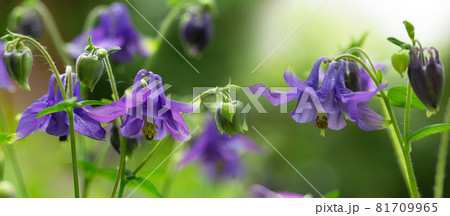columbine flower in a garden 81709965