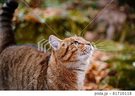 A Siberian tabby cat exploring the autumn forest A Siberian tabby cat exploring the autumn forest 81710118
