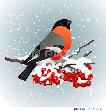Bullfinch sitting on snow covered branch of mountain ash. Winter nature. Vector illustration 81710376