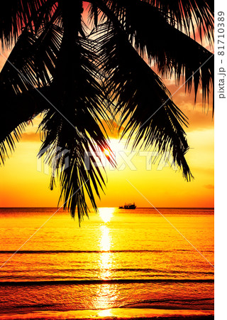 Coconut palm tree against colorful sunset on the beach in Phuket, Thailand. 81710389