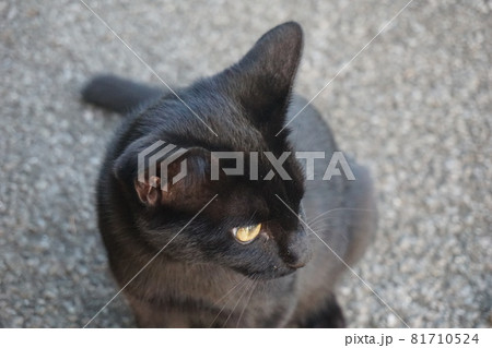 ねこ 81710524