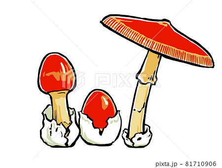 成長段階の異なる3本のタマゴタケ　筆描き・マット塗り 81710906