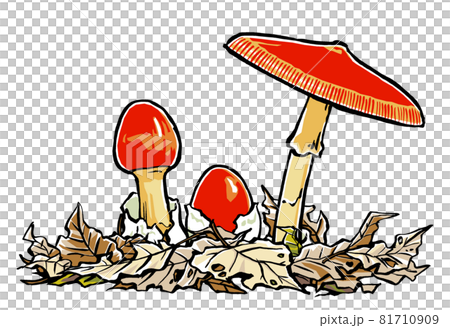 落ち葉の中の成長段階の異なる3本のタマゴタケ　筆描き・マット塗り 81710909