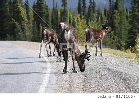 A herd of caribou licking salt off a highway A herd of caribou licking salt off a highway 81711057