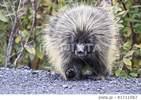 A fat porcupine walks out onto a highway road 81711062