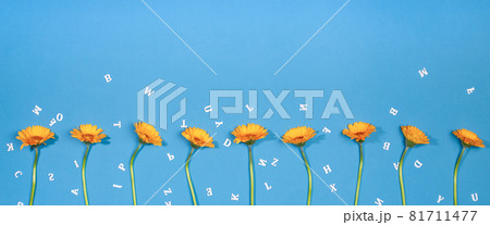 Wide banner with orange yellow Gerbera flowers and white wooden letters on blue background. 81711477