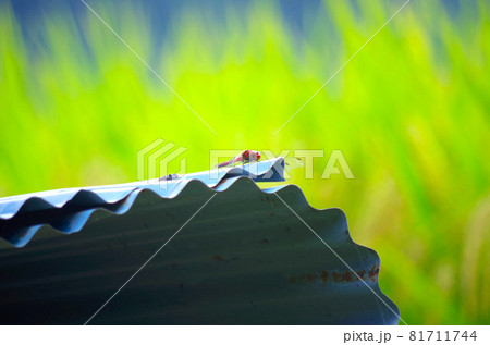 トンボとイネ 81711744