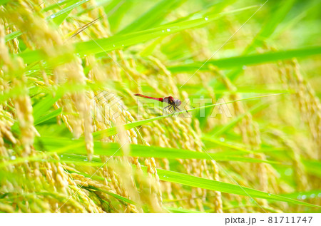 トンボとイネ トンボとイネ 81711747