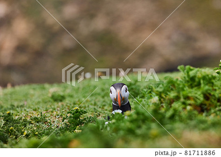 puffin standing on a rock cliff . fratercula arctica 81711886