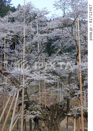 さくら（薄墨公園、淡墨桜　岐阜県 本巣市） 81712467