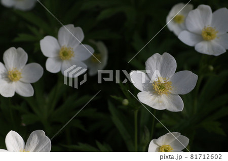 満開のイチリンソウ 満開のイチリンソウ 81712602