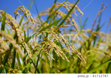 初秋の稲穂 実った稲 初秋の稲穂 実った稲 81712787