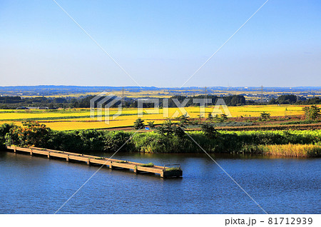 溜池と秋の庄内平野 81712939
