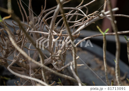 Dead and dried tree twings in a flower pot 81713091