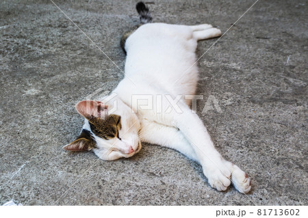 White cat lie on a stone pavement in the city of Kotor in Montenegro White cat lie on a stone pavement in the city of Kotor in Montenegro 81713602