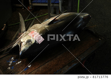 丸々太ったマグロ 81713776