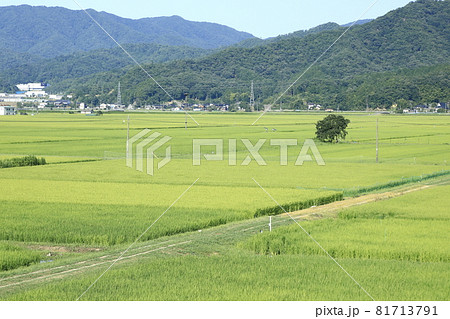 田んぼの中の一本樹 田んぼの中の一本樹 81713791