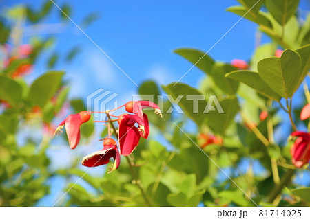 アメリカデイゴの花 81714025